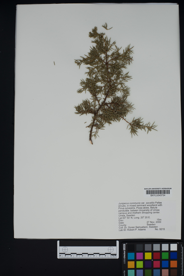 Juniperus communis var. saxatilis image