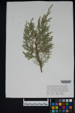 Image of Juniperus convallium