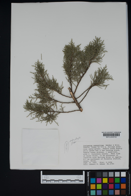 Juniperus convallium image