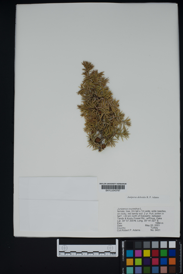 Juniperus oxycedrus image