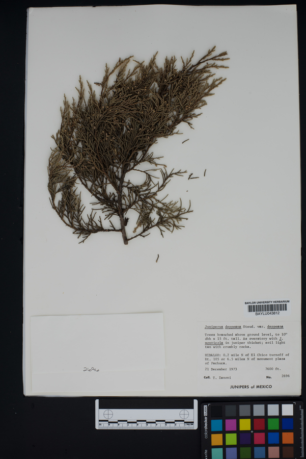 Juniperus deppeana var. deppeana image