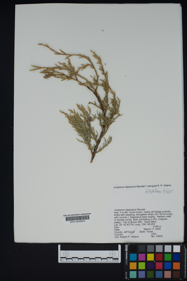 Juniperus deppeana f. elongata image