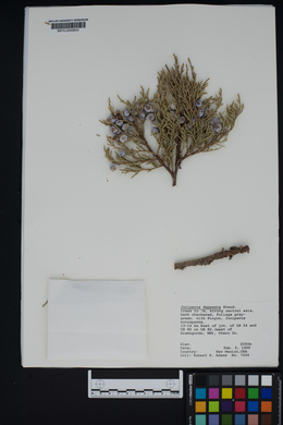 Juniperus deppeana image
