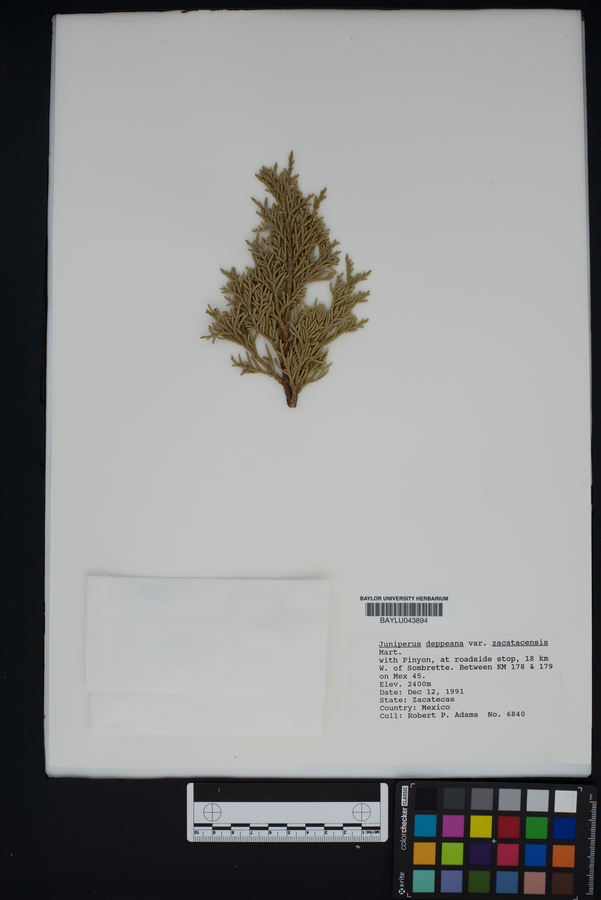 Juniperus deppeana var. zacatecensis image