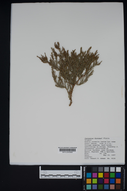 Image of Juniperus tibetica