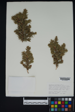 Juniperus drupacea image