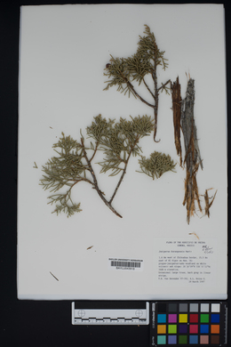 Juniperus durangensis image