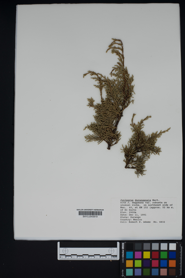 Juniperus durangensis image