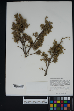 Juniperus durangensis image