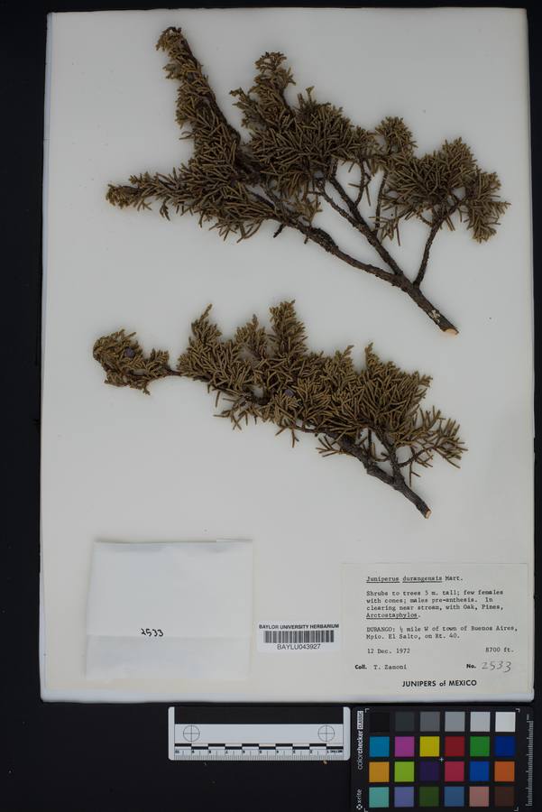 Juniperus durangensis image