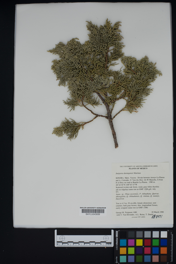 Juniperus durangensis image