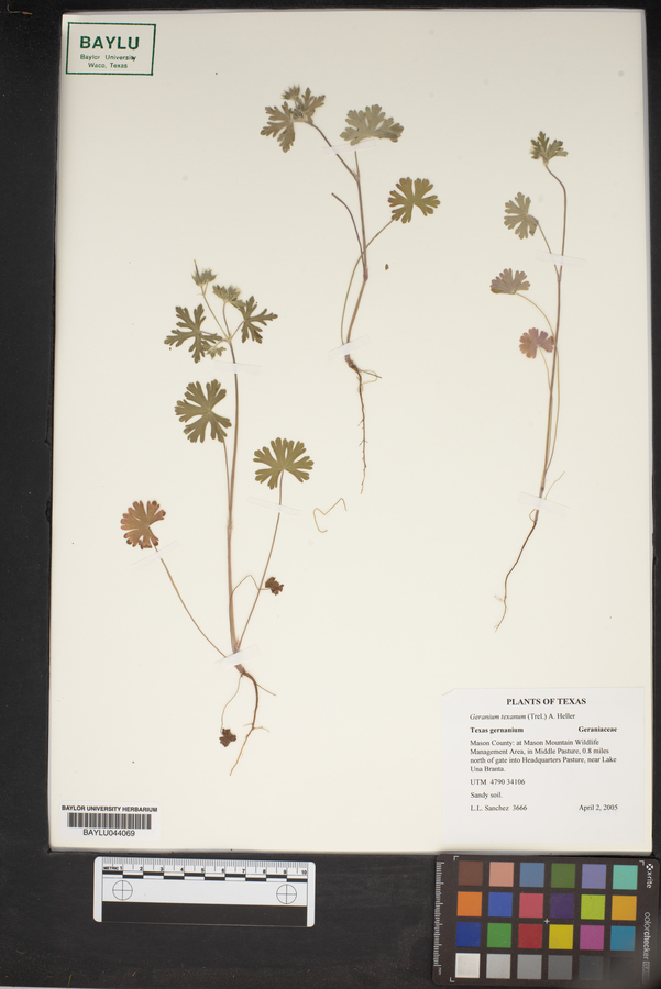 Geranium texanum image