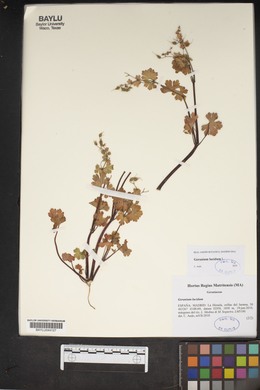 Geranium lucidum image