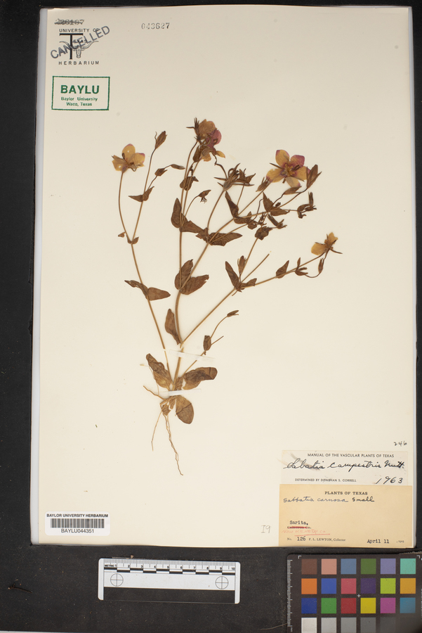 Sabbatia campestris image