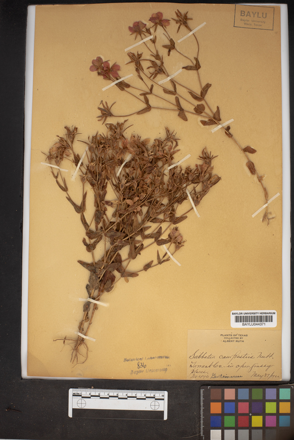 Sabbatia campestris image