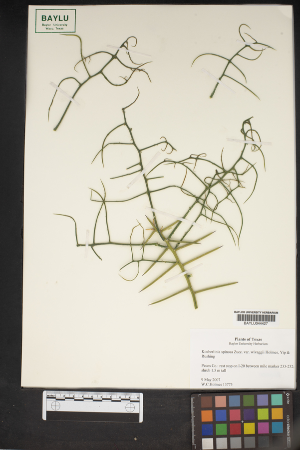 Koeberlinia spinosa var. wivaggii image