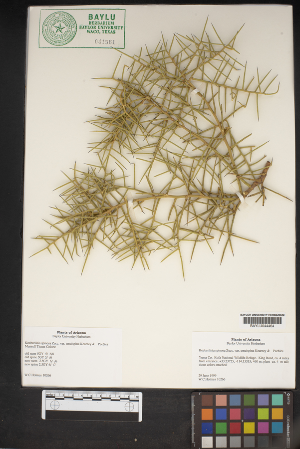 Koeberlinia spinosa var. tenuispina image