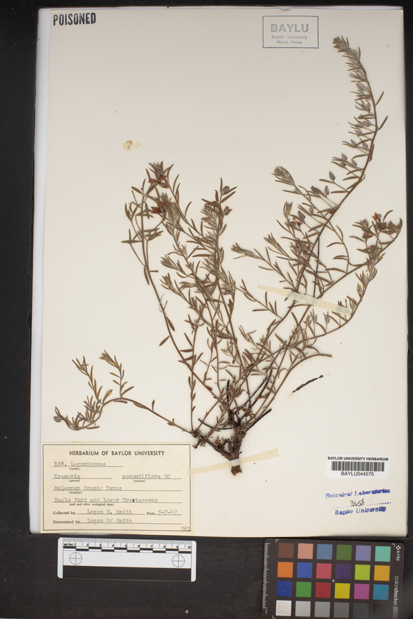 Krameria secundiflora image