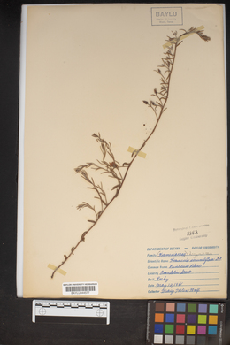 Krameria secundiflora image