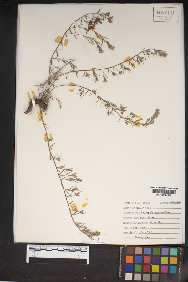 Krameria secundiflora image
