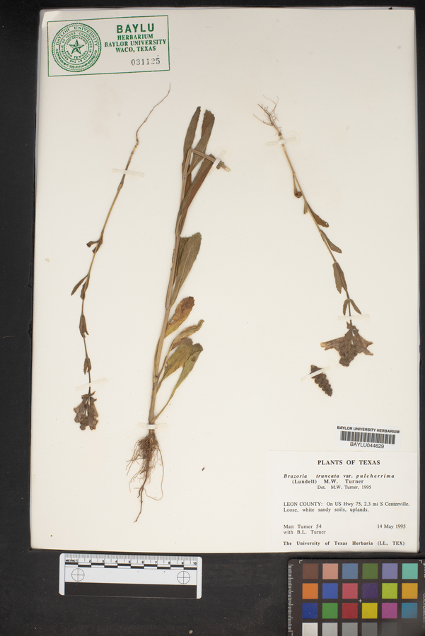 Brazoria truncata image