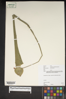 Sarracenia alata image