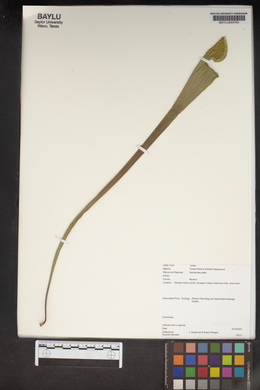 Sarracenia alata image