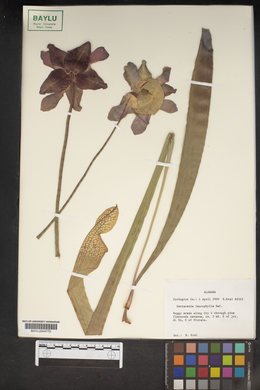 Sarracenia leucophylla image