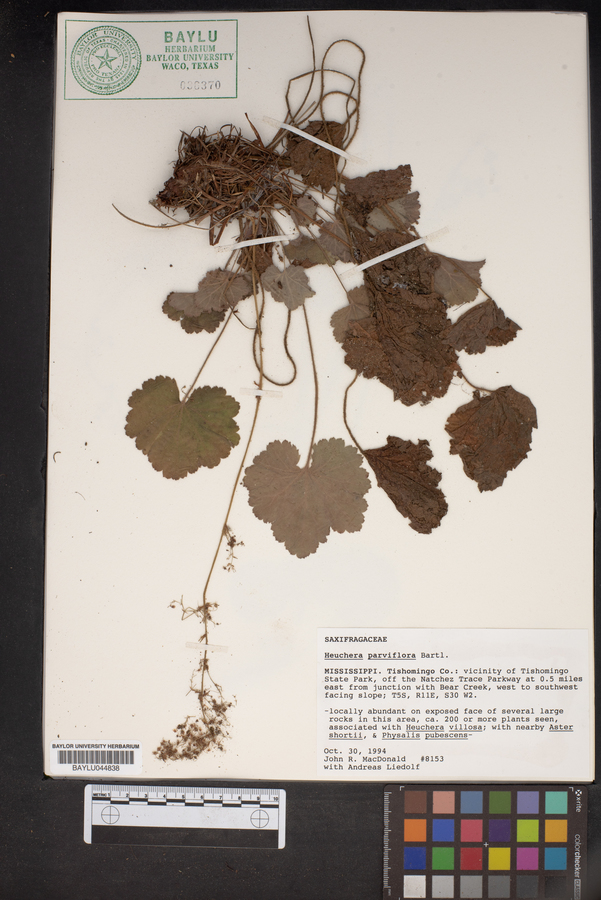 Heuchera parviflora image