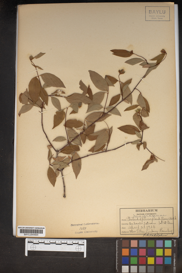 Philadelphus grandiflorus image