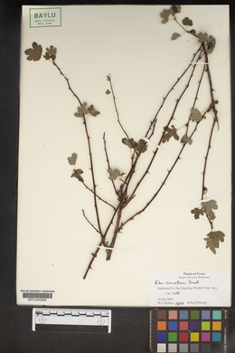 Ribes curvatum image