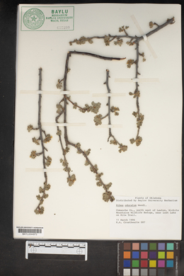 Ribes odoratum image