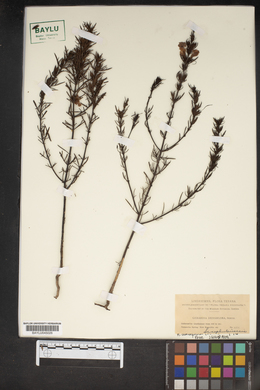 Gerardia densiflora image