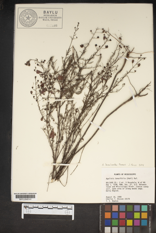 Agalinis homalantha image