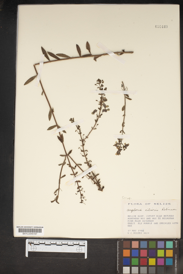 Angelonia ciliaris image