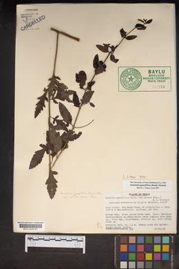 Aureolaria grandiflora var. grandiflora image