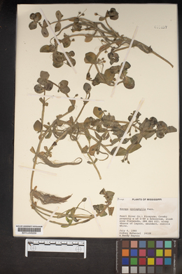 Bacopa cyclophylla image