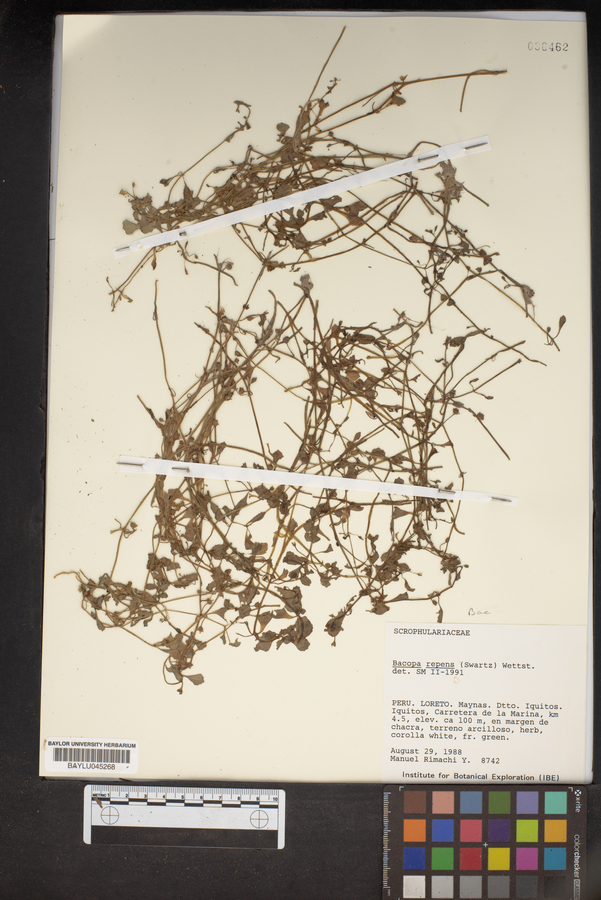 Bacopa repens image
