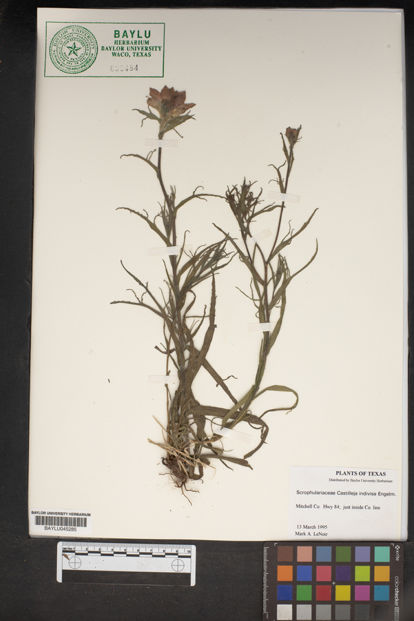 Castilleja indivisa image