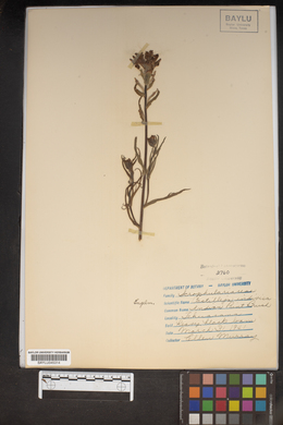 Castilleja indivisa image