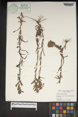 Castilleja indivisa image