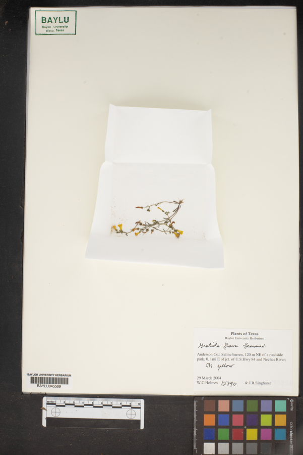 Gratiola flava image