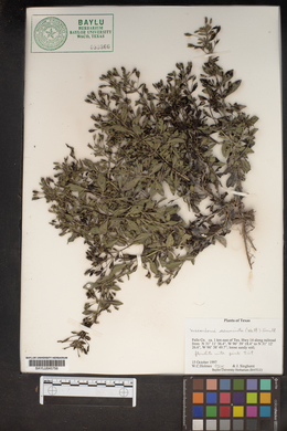 Mecardonia acuminata image