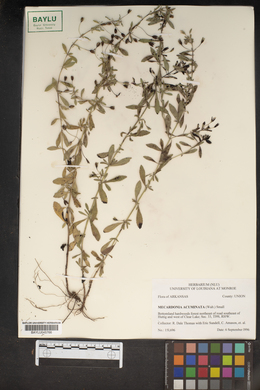 Mecardonia acuminata image