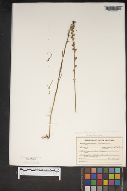 Lobelia appendiculata image