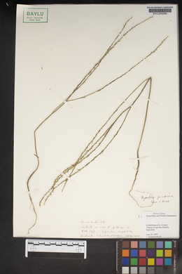 Thymelaea passerina image