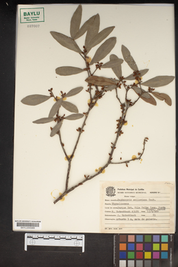 Image of Daphnopsis sellowiana