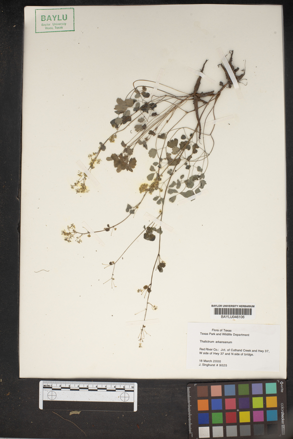 Thalictrum arkansanum image