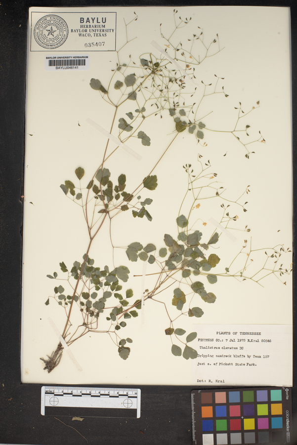 Thalictrum clavatum image