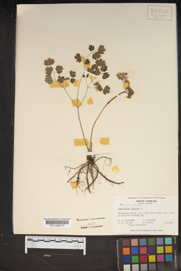 Thalictrum dioicum image